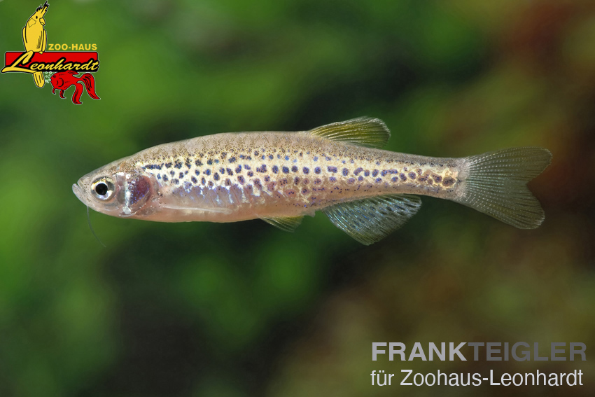Leopard Bärbling