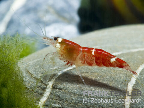 Crystal Red, Caridina logemanni 'Crystal Red'