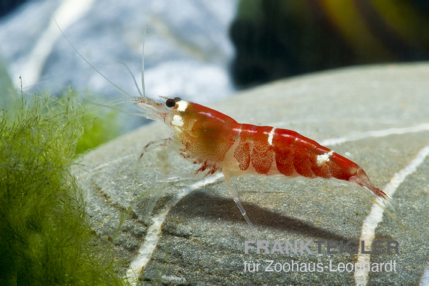 Crystal Red, Caridina logemanni 'Crystal Red'