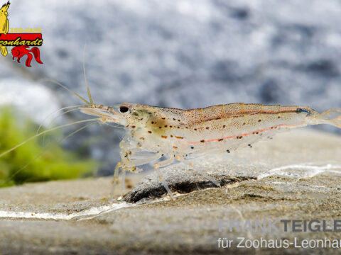 Amanogarnele, Caridina multidentata