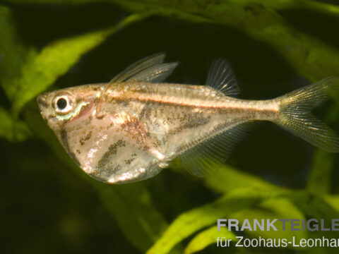 Marmor Beilbauch, Carnegiella strigata
