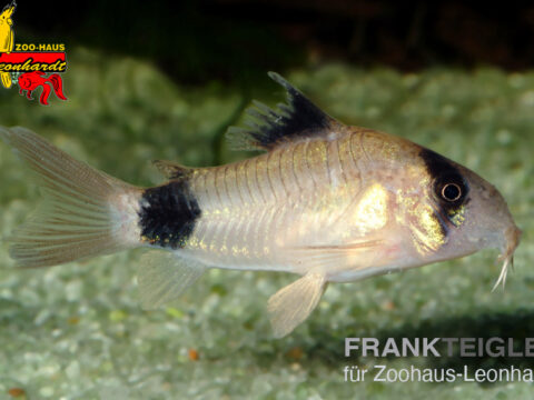 Panda-Panzerwels. Corydoras panda