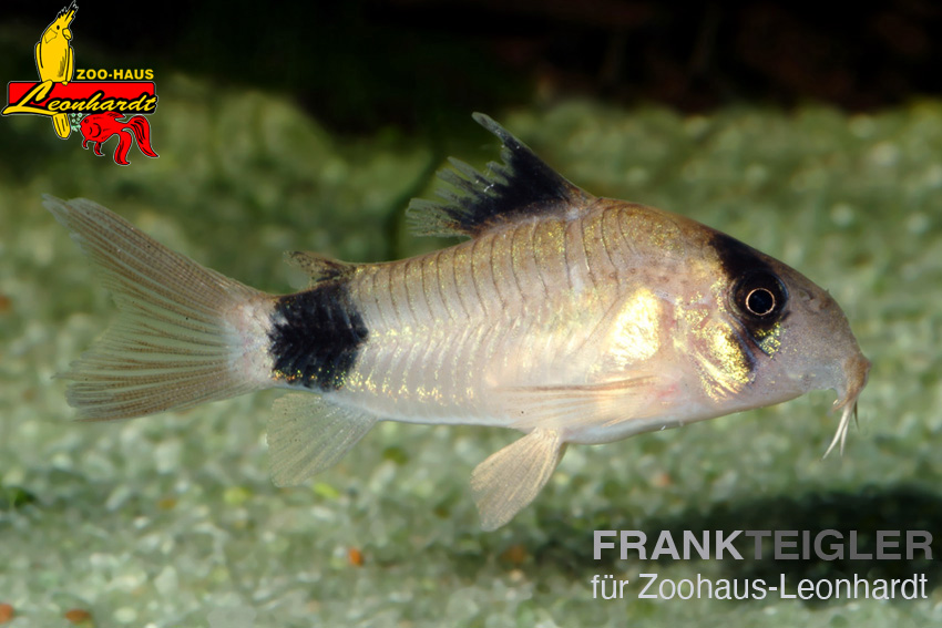 Panda-Panzerwels. Corydoras panda