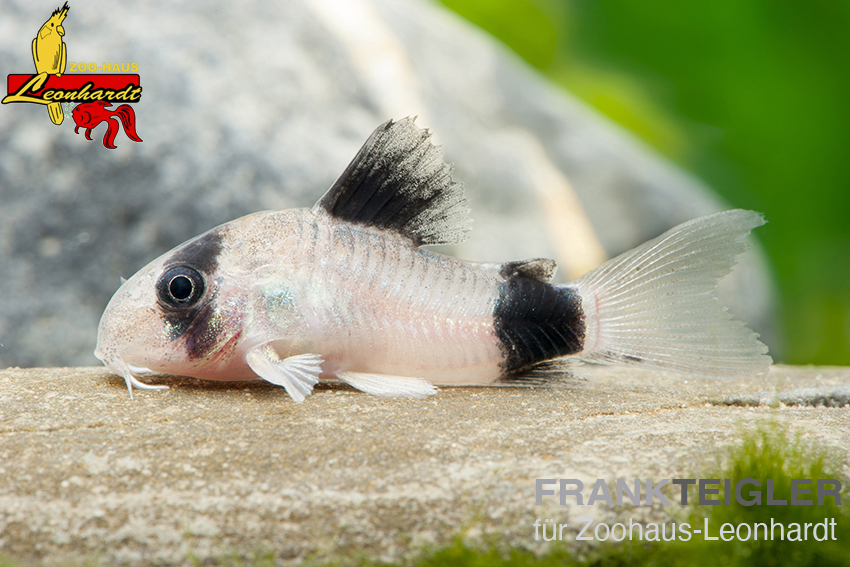 Panda-Panzerwels. Corydoras panda – Bild 2