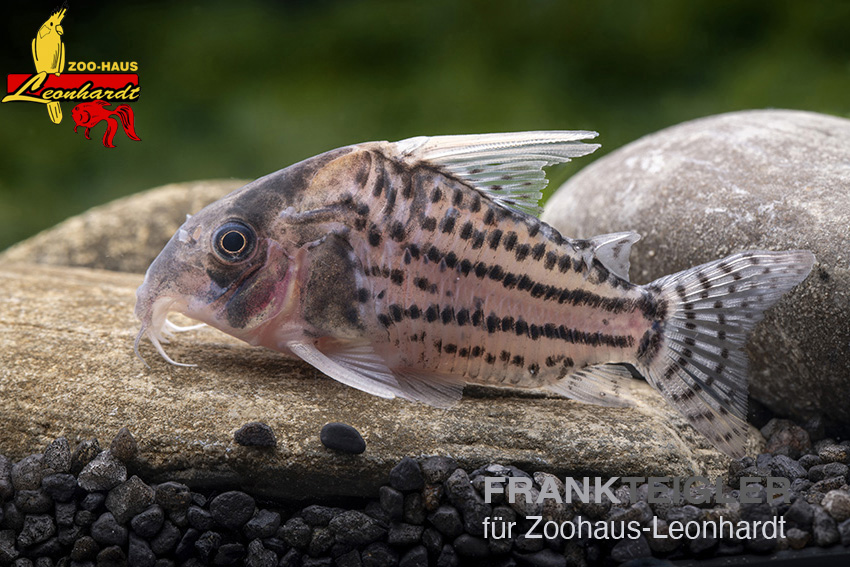 Hochflossen-Parallelstreifenpanzerwels