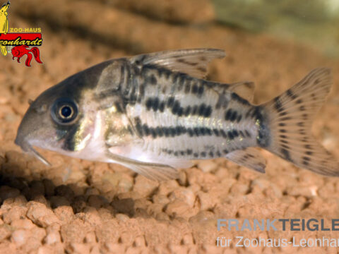 Augenstrich-Panzerwels