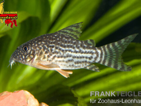 Orangeflossen Panzerwels