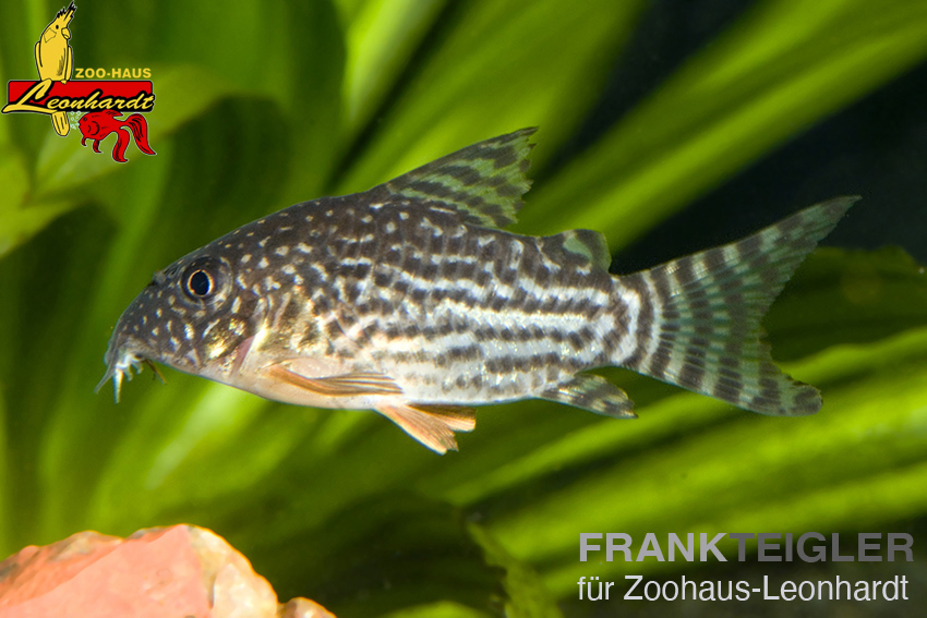 Orangeflossen Panzerwels, Corydoras sterbai