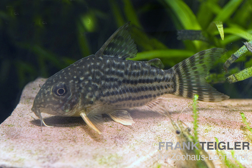Orangeflossen Panzerwels, Corydoras sterbai – Bild 2
