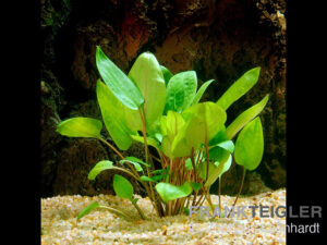 Walkers Wasserkelch, Cryptocoryne walkeri