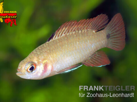 Flächigroter-Blaubarsch