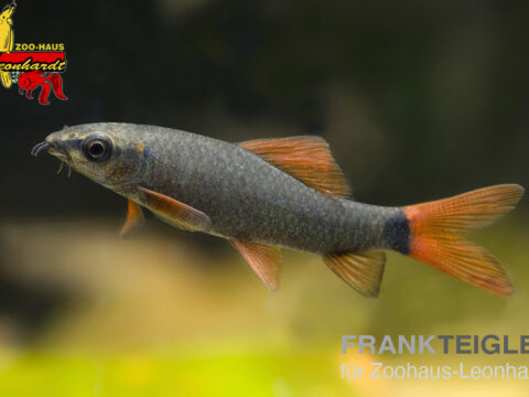 Feuerschwanz Franzenlipper