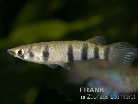 Querband-Hechtling, Epiplatys dageti