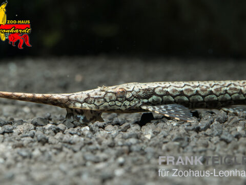 Gemeiner Nadelwels XL