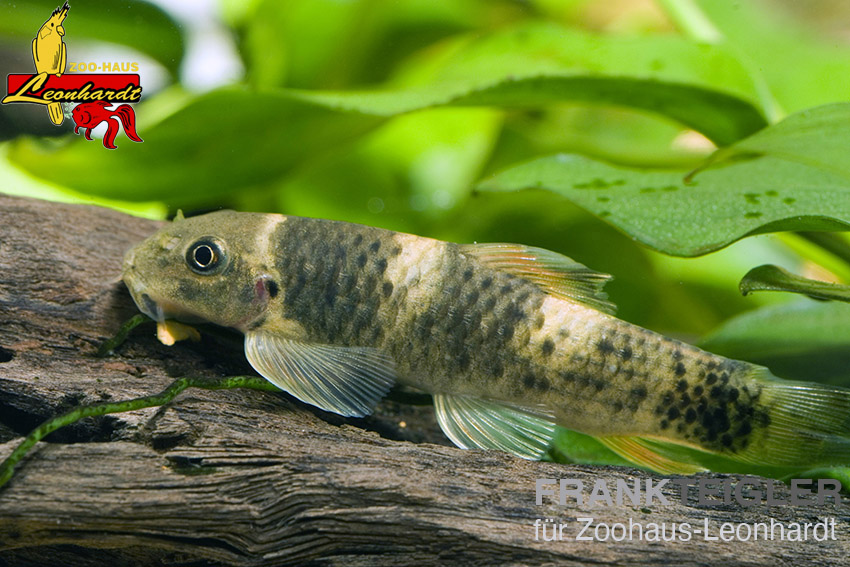 Pracht Algenfresser – Bild 3