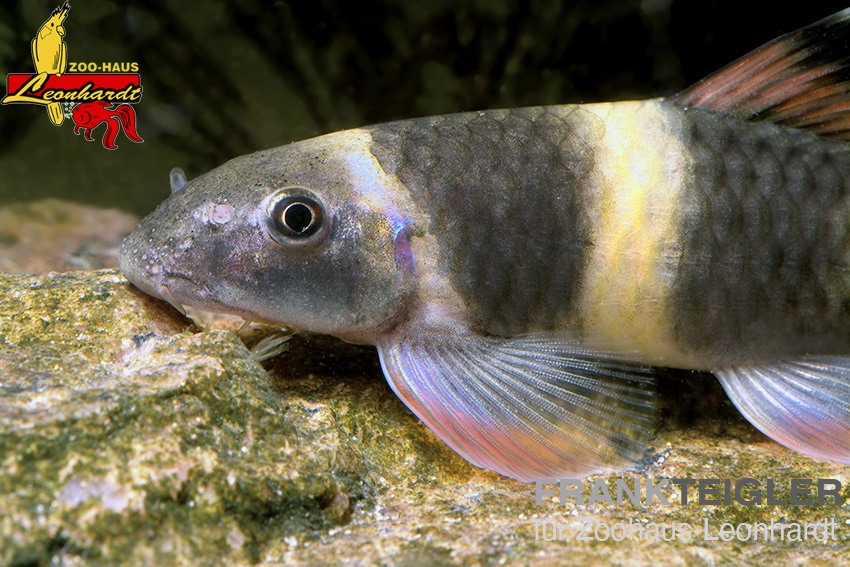 Pracht Algenfresser – Bild 2