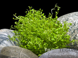 Australisches Zungenblatt, Glossostigma elatinoides