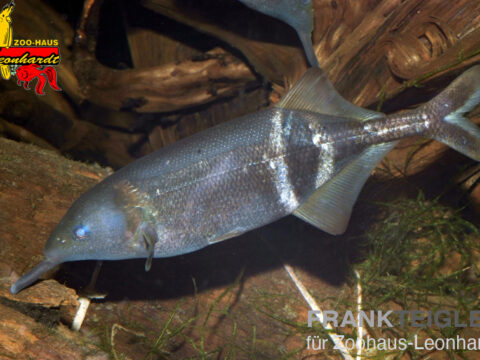 Elefanten Rüsselfisch