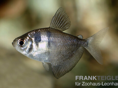 Trauermantel Salmler, Gymnocorymbus ternetzi