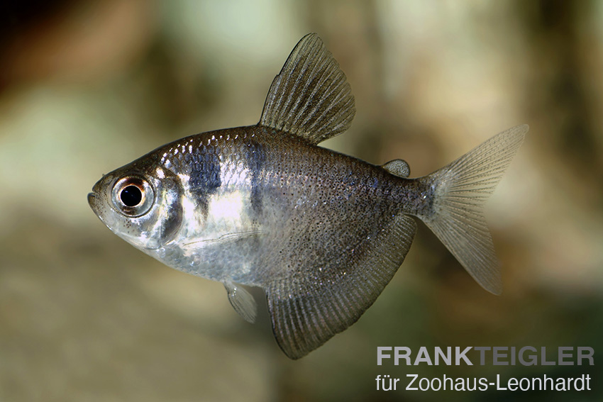 Trauermantel Salmler, Gymnocorymbus ternetzi