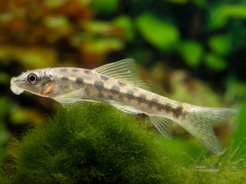 Saug Schmerle, Gyrinocheilus aymonieri