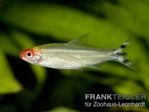 Rotkopfsalmler, Hemigrammus bleheri