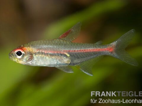 Glühlicht Salmler, Hemigrammus erythrozonus