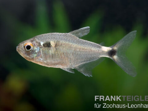 Schlußlichtsalmler, Hemigrammus ocellifer