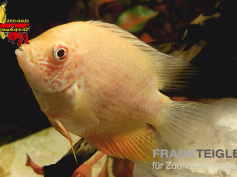 Augenfleck-Buntbarsch Gold