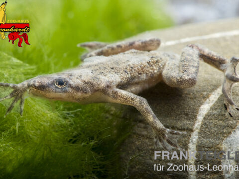 Zwerg Krallenfrosch
