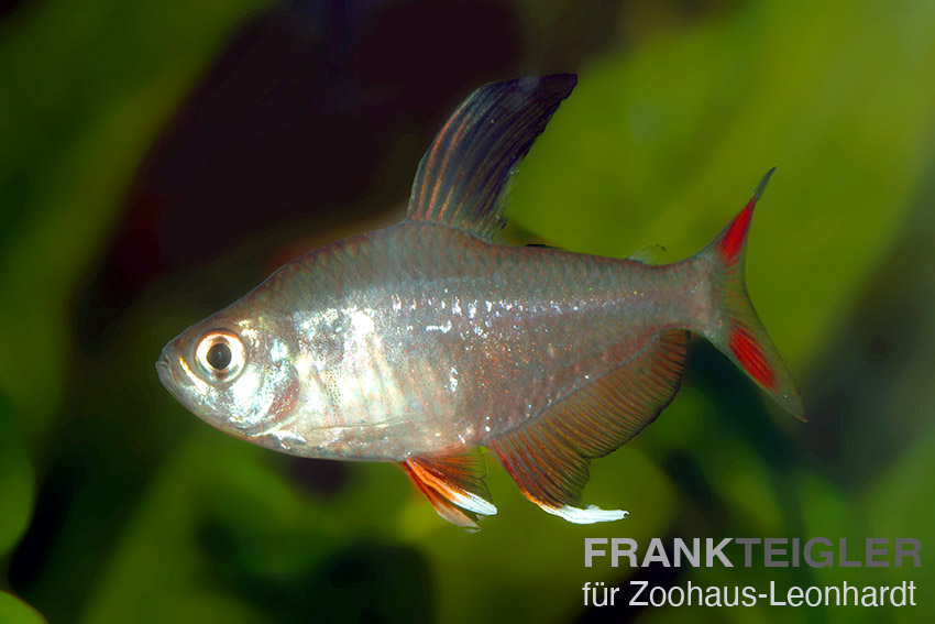 Schmucksalmler, Hyphessobrycon bentosi – Bild 2