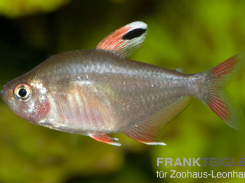 Schmucksalmler, Hyphessobrycon bentosi