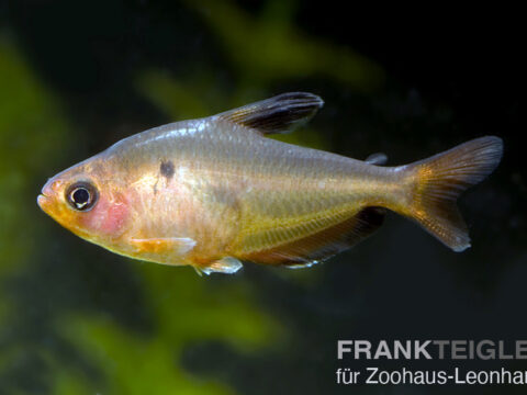 Blut Salmler, Hyphessobrycon eques