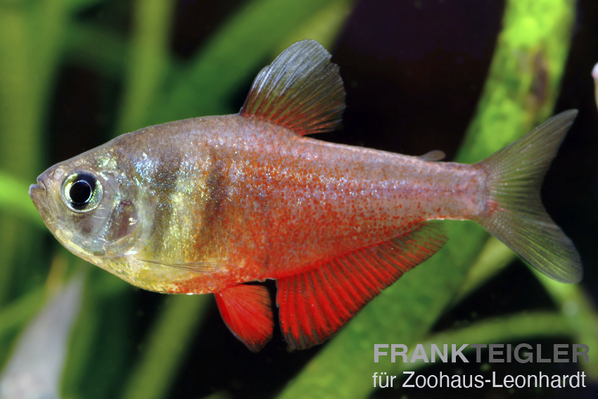 Roter von Rio, Hyphessobrycon flammeus