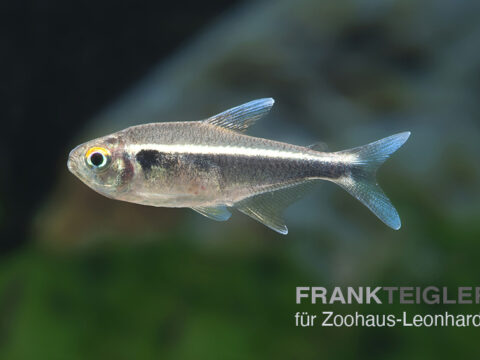 Schwarzer Neonsalmler, Hyphessobrycon herbertaxelrodi