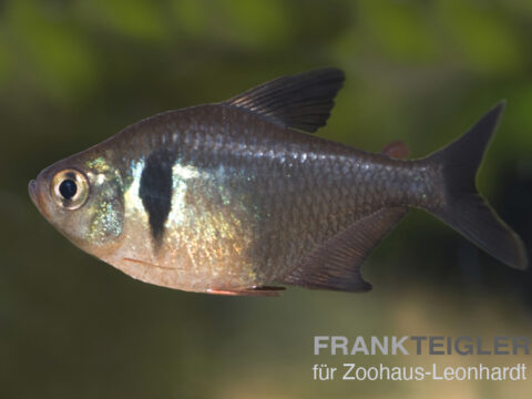 Schwarzer Phantomsalmler, Hyphessobrycon megalopterus