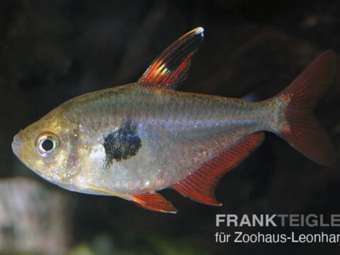 Roter Phantomsalmler, Hyphessobrycon sweglesi