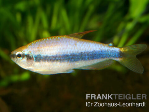 Königs-Salmler, Inpaichthys kerri