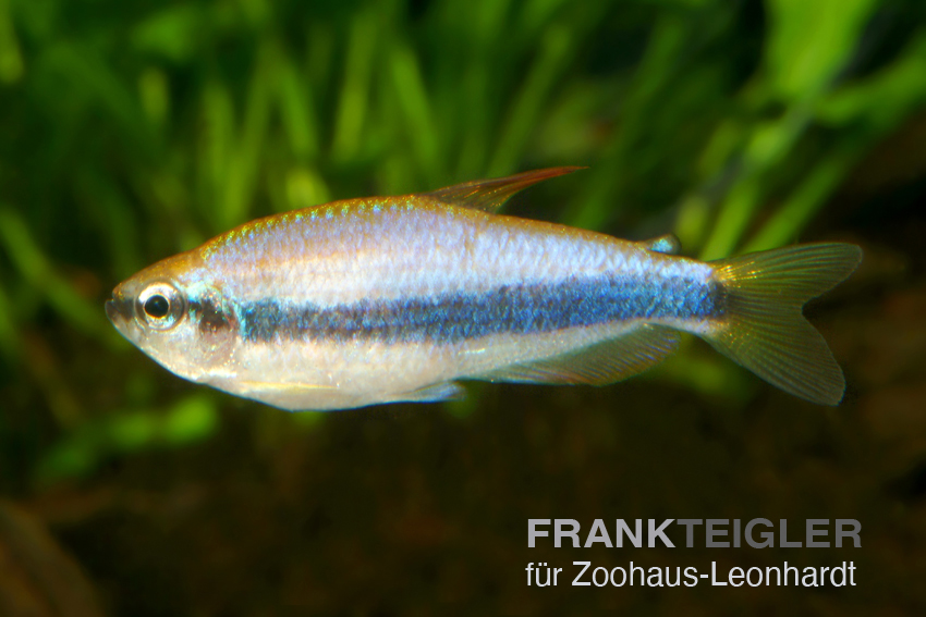 Königs-Salmler, Inpaichthys kerri