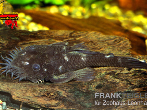 Froschkopf-Ancistrus