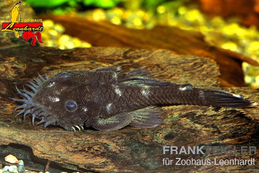 Froschkopf-Ancistrus