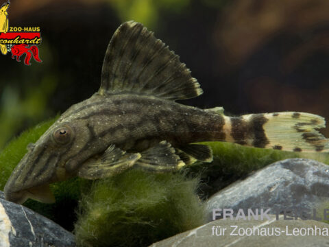 Schwarzlinien-Harnischwels