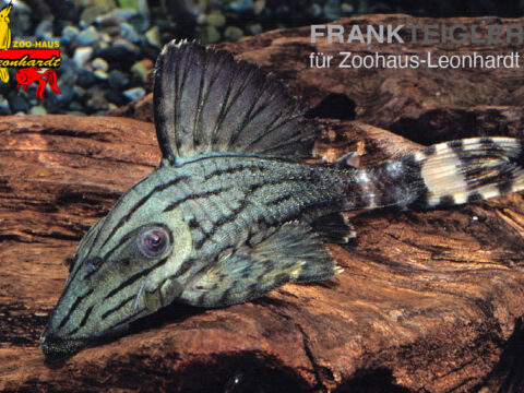 L191 Schwarzlinien Harnischwels