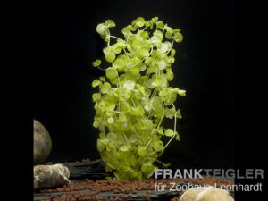 Fluss-Mooskraut, Micranthemum umbrosum