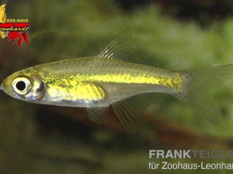 Smaragd Zwergbärbling