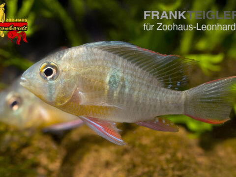 Bolivianischer Schmetterlingsbuntbarsch