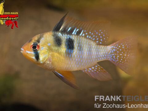 Schmetterlings Buntbarsch