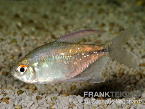 Brilliant-Salmler, Moenkhausia pittieri