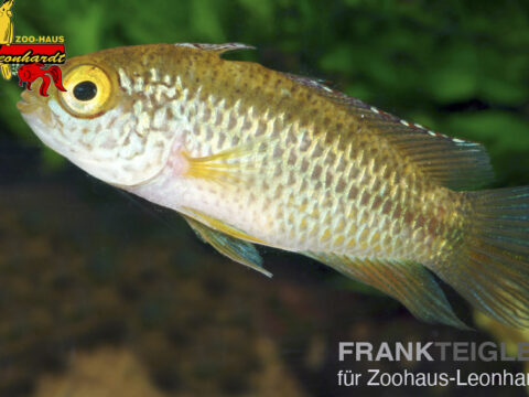Glänzender Zwergbuntbarsch