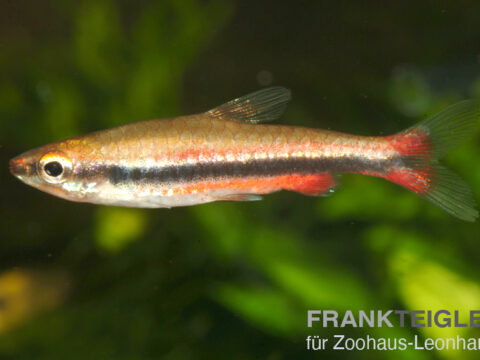 Längsbandziersalmler, Nannostomus beckfordi